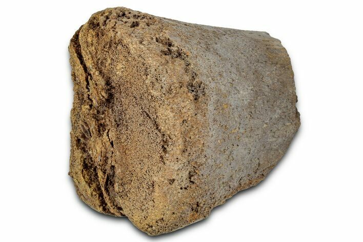 Fossil Dinosaur Appendage Bone Section - Wyoming #331067